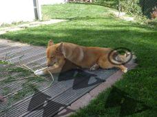 Aron im Garten