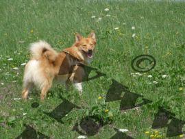 Aussehen eines Islandhundes